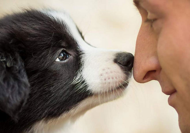 Picture 3 of What do the dog bosses see when observing humans, do you know?