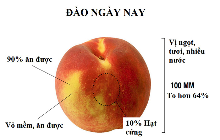 Picture 12 of What do the fruits look like before being tamed by humans?