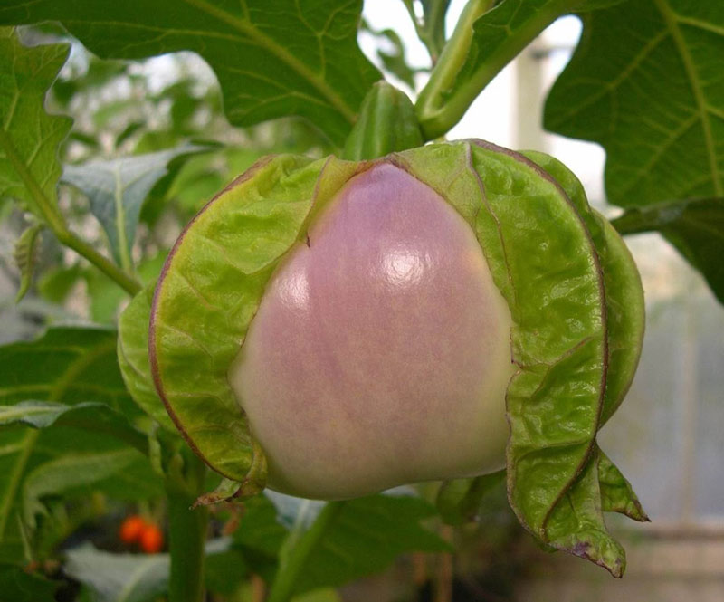 Picture 5 of What do the fruits look like before being tamed by humans?