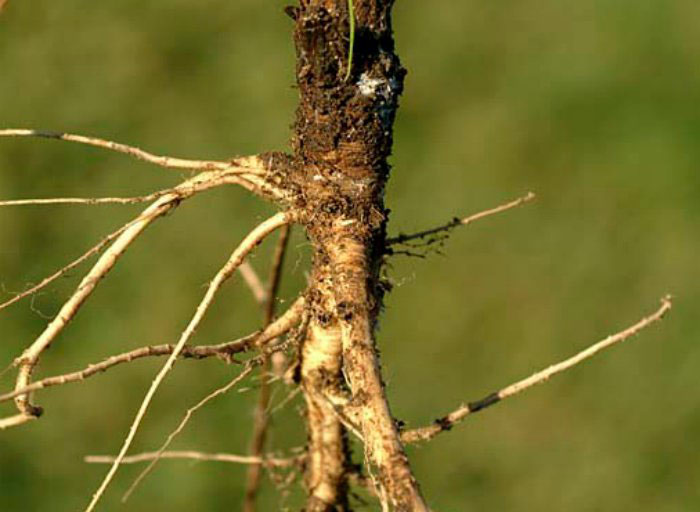 Picture 7 of What do the fruits look like before being tamed by humans?