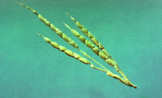 Picture 9 of What do the fruits look like before being tamed by humans?