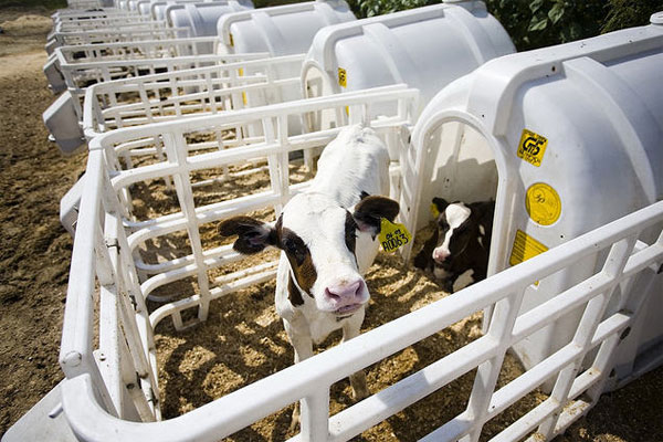 Picture 3 of What do we learn from Jewish farmers?