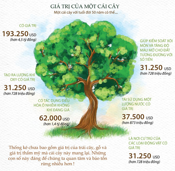 Picture 1 of What do you know about the value of a 50 year old green tree?