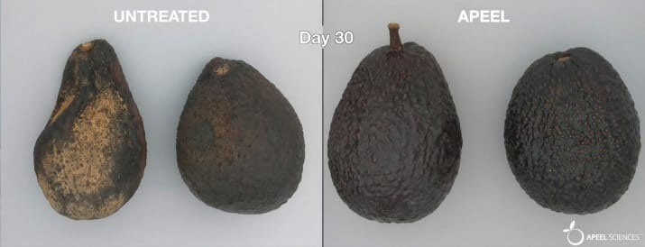 Picture 2 of What do you think if there is an avocado to keep forever?