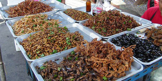 Picture 2 of What do you think if you eat a bread made from cockroaches?