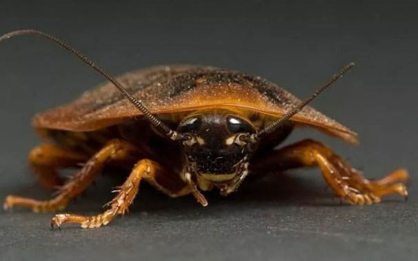 Picture 3 of What do you think if you eat a bread made from cockroaches?