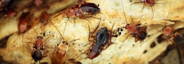 Picture 4 of What do you think if you eat a bread made from cockroaches?