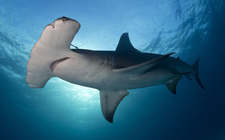 Picture 1 of What does a hammerhead 'hammer' do?