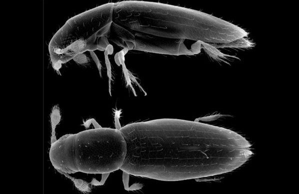 Picture 1 of What does the world's youngest bug look like?