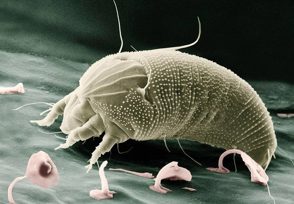 Picture 2 of What does the world's youngest bug look like?
