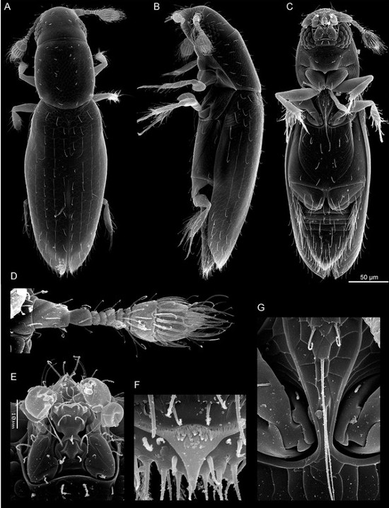 Picture 3 of What does the world's youngest bug look like?