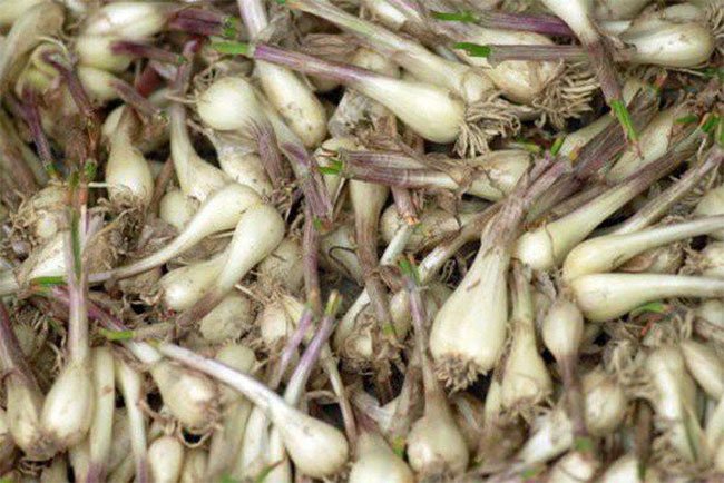 What effect does tuber have?  How to distinguish tubers and onion images 1
