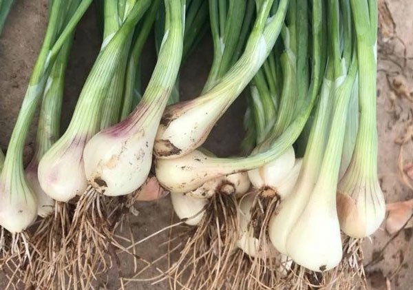 What effect does tuber have?  How to distinguish tubers and onion images 2
