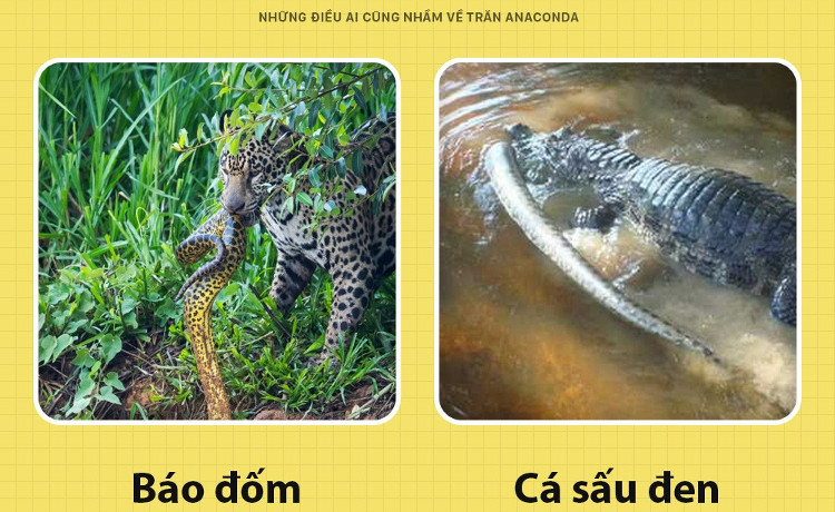Picture 1 of What everyone mistook about Anacoda python