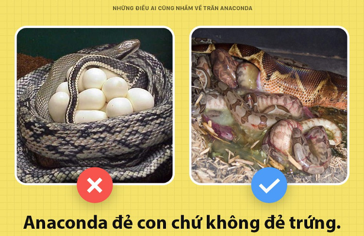 Picture 2 of What everyone mistook about Anacoda python