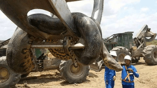 Picture 4 of What everyone mistook about Anacoda python