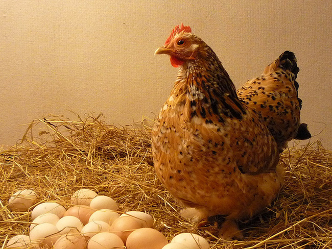 Picture 2 of What few people know about the number of chicken eggs we still eat every day
