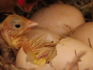Picture 4 of What few people know about the number of chicken eggs we still eat every day
