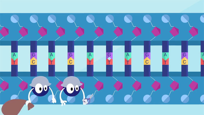 Picture 2 of What happens when DNA is damaged?