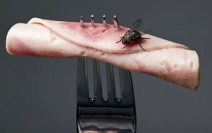 Picture 1 of What happens when flies land on your food?