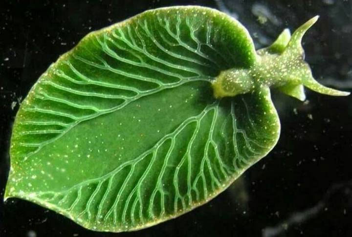 Picture 4 of What if our bodies can synthesize food like plants?
