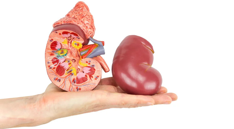 Picture 1 of What if people live with only one kidney until the end of their lives?