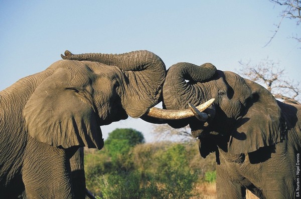 Picture 4 of What if the animal world does not appear?