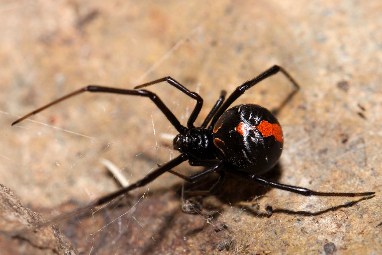 Picture 3 of What if we swallow a spider?