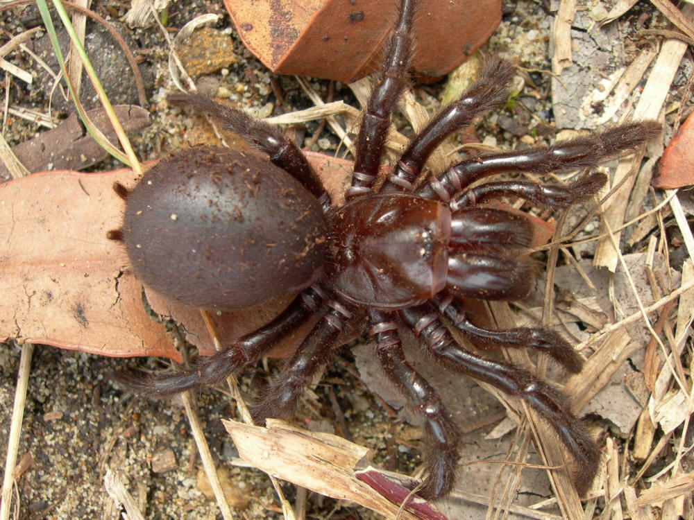 Picture 4 of What if we swallow a spider?