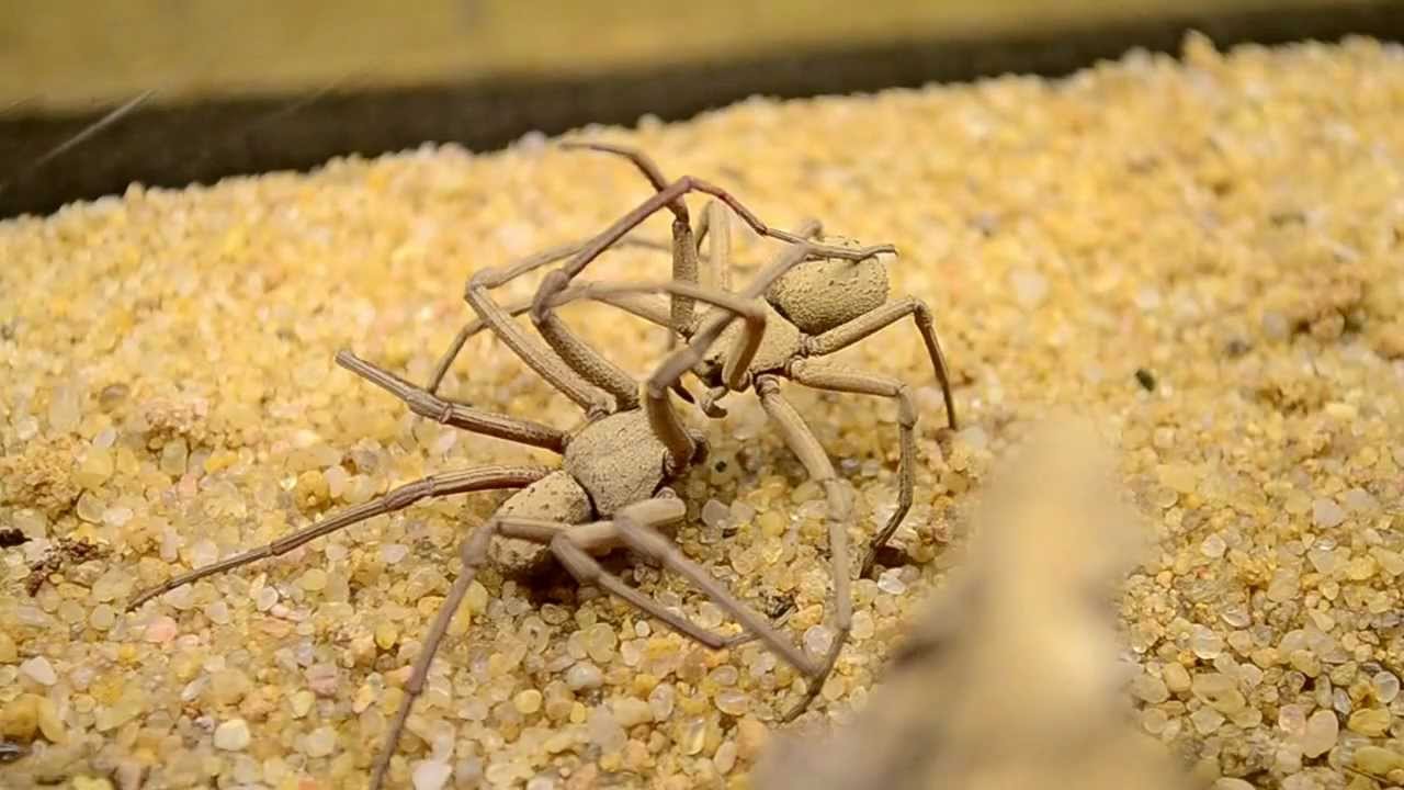 Picture 5 of What if we swallow a spider?