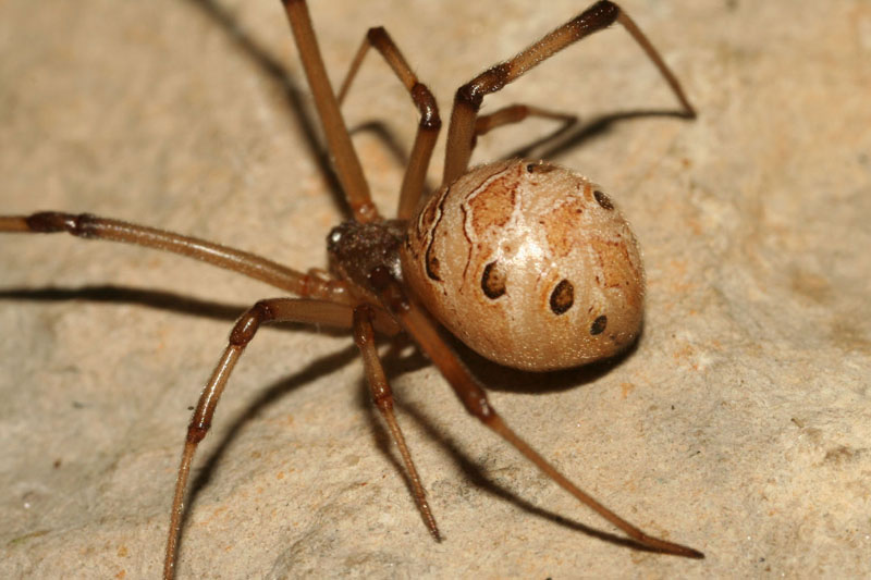 Picture 6 of What if we swallow a spider?