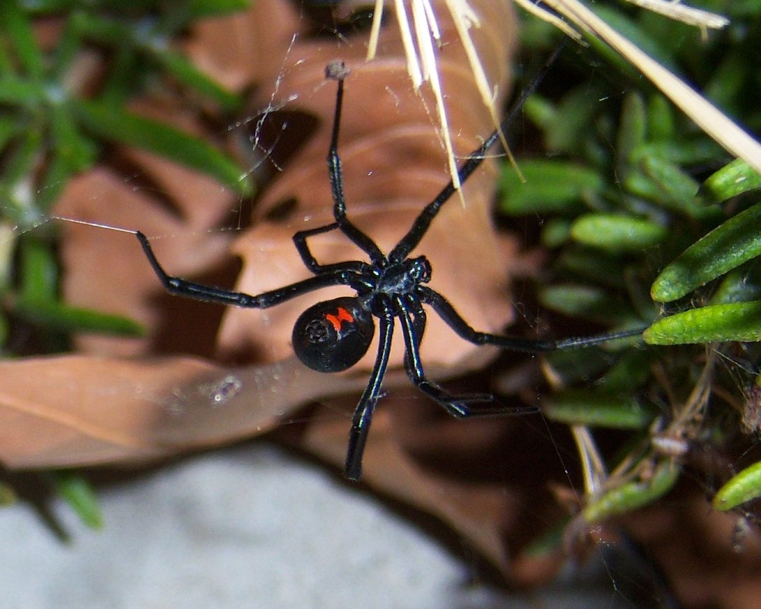 Picture 8 of What if we swallow a spider?