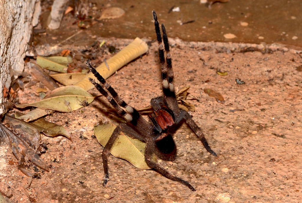 Picture 9 of What if we swallow a spider?