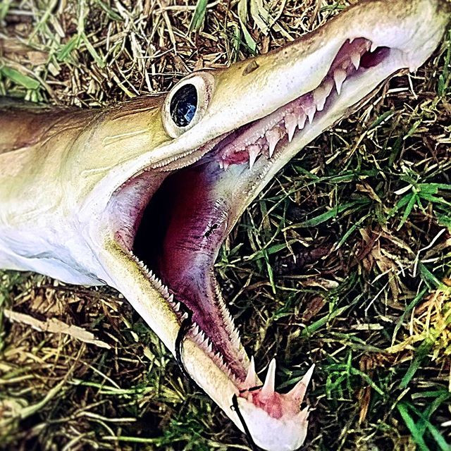 Picture 5 of What is a giant crocodile-like monster that is storming the Internet?
