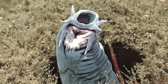 Picture 3 of What is a slimy nightmare on American streets?