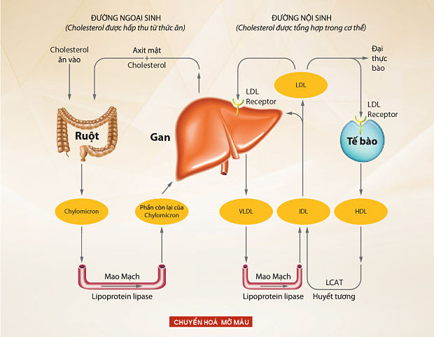 Picture 3 of What is cholesterol?
