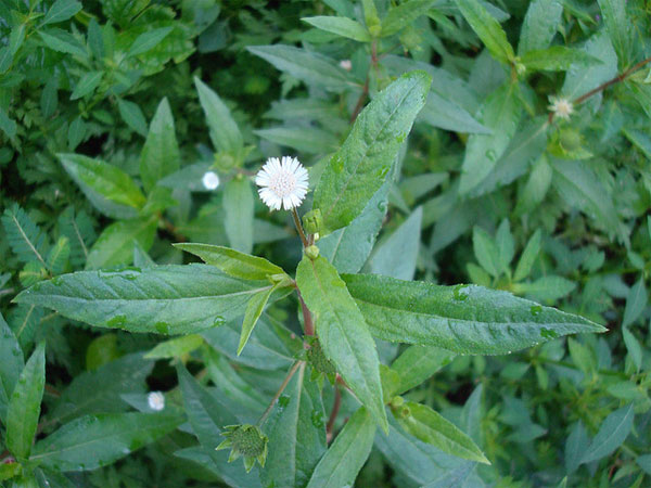 Picture 1 of What is cuttlefish, potweed?  Effect of squid plants