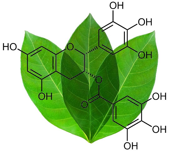 What is EGCG and effect of EGCG images 2