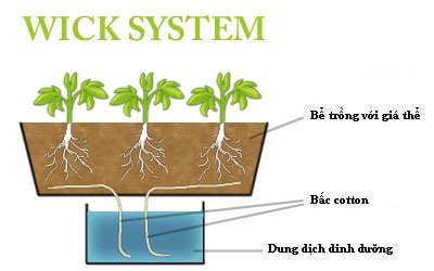 Picture 2 of What is hydroponics?