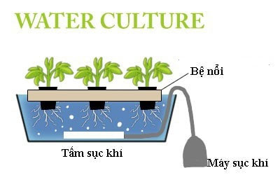 Picture 3 of What is hydroponics?