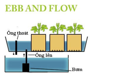 Picture 4 of What is hydroponics?