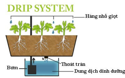 Picture 5 of What is hydroponics?