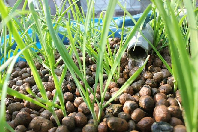 Picture 6 of What is hydroponics?
