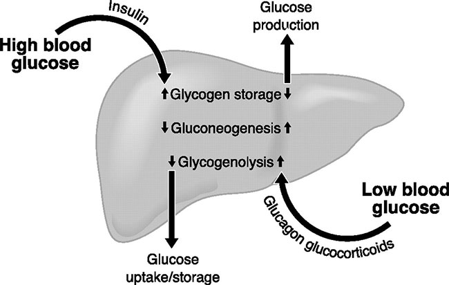 Picture 2 of What is insulin?  Role, side effects and attention when using insulin