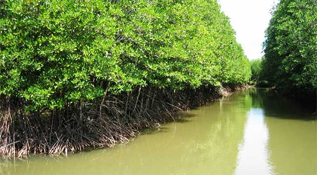 Picture 3 of What is mangrove forest?  Mangrove ecosystem in Vietnam