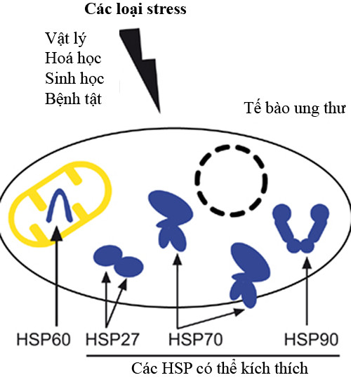 Picture 2 of What is protein thermal shock?  Can proteins help us fight cancer?