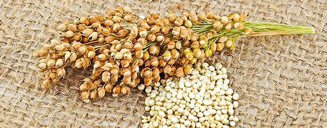 Picture 3 of What is Quinoa County?  Gold benefits of quinoa seeds for health