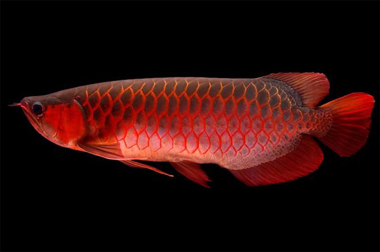 Picture 1 of What is special about arowana?