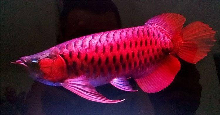 Picture 2 of What is special about arowana?
