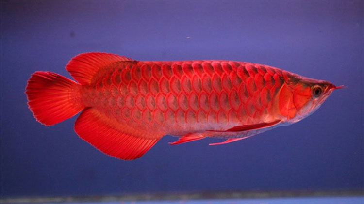 Picture 3 of What is special about arowana?